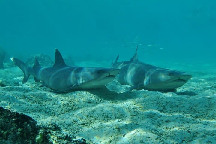Galápagos in Four Days: 3 Islands of Wildlife and Snorkeling Highlights photo 5