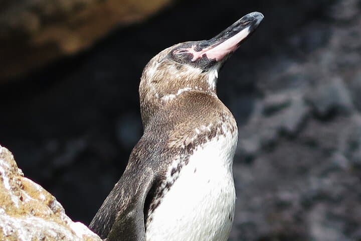 Galápagos in Four Days: 3 Islands of Wildlife and Snorkeling Highlights