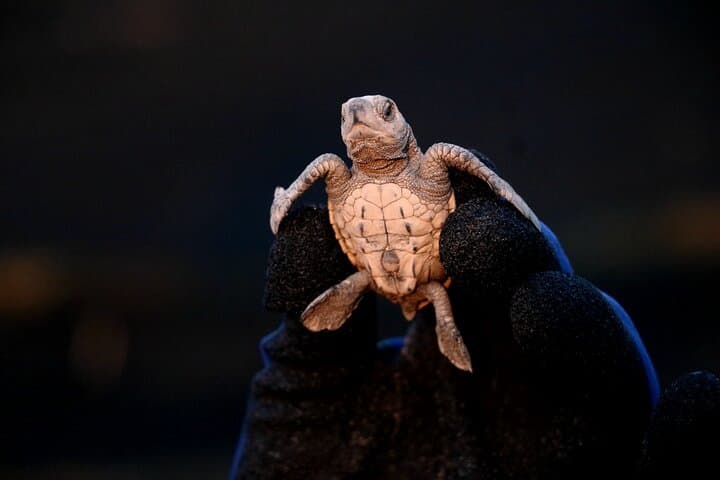 Sunset Sea Turtle Release in Puerto Vallarta — Conservation Beach Experience