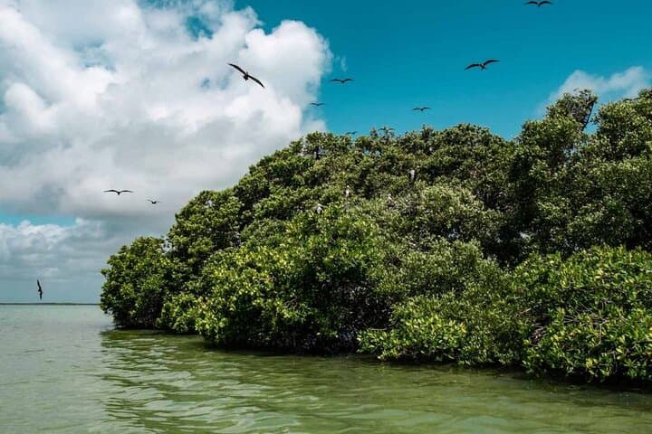 Sian Ka'an Reserve Tour: Boat, Cenotes & Valladolid Day Trip from Playa del Carmen photo 3
