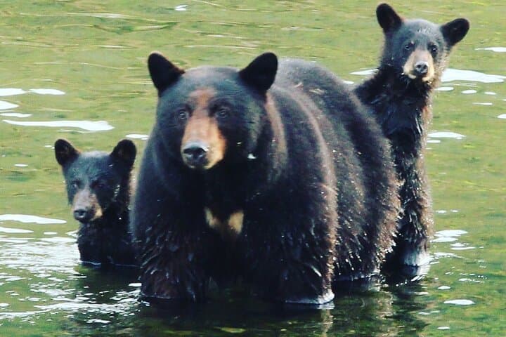 Explore Ketchikan: Custom 3-Hour Private Tour of Wildlife, Hiking & Culture