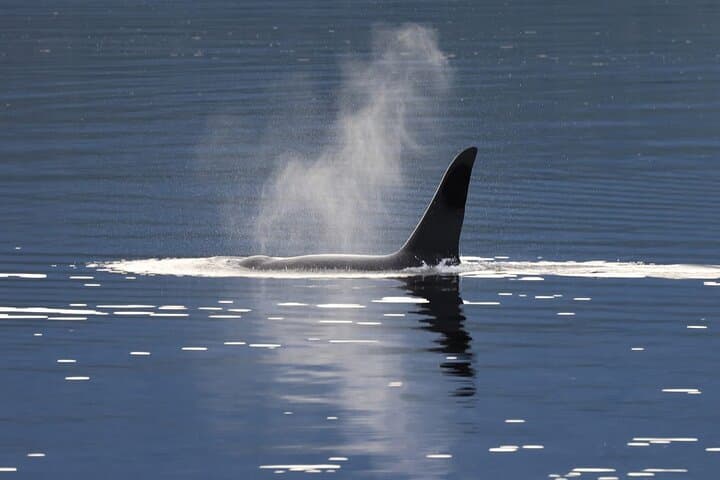 Exploring Ketchikan’s Haida Heritage and Wild Alaska Wildlife