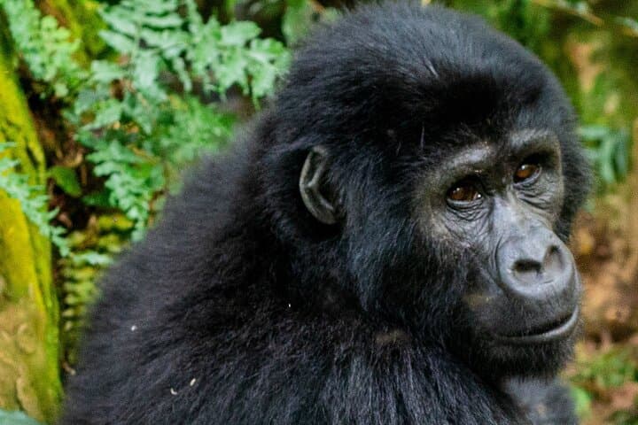 Bwindi Impenetrable 5-Day Gorilla & Chimp Trekking Safari from Entebbe photo 6