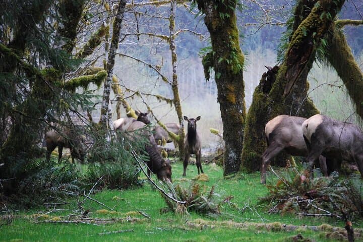Seattle to Hoh Rain Forest & Rialto Beach: Private Full-Day Tour photo 2