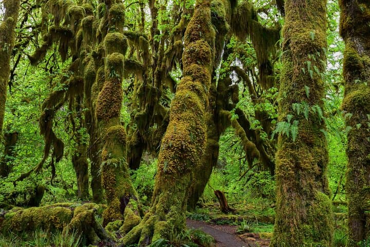 Seattle to Hoh Rain Forest & Rialto Beach: Private Full-Day Tour photo 4