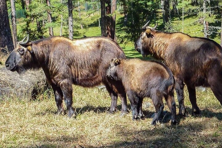 Private 8-Day Bhutan Tour: Paro, Thimphu & Phobjikha with Tiger's Nest Hike photo 6