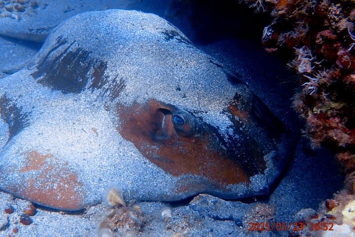 Almyrida Snorkel Trip: Guided Boat Snorkeling from Chania, Crete photo 5