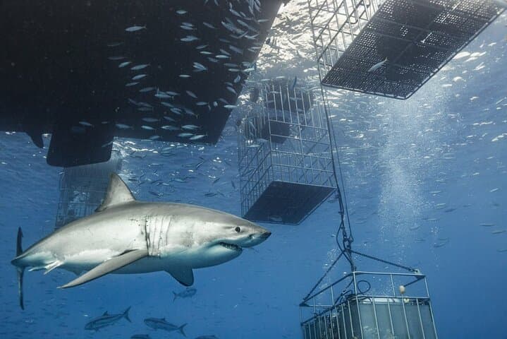 Gansbaai Shark Cage Diving from Cape Town — Private Luxury Day Trip to See Great Whites photo 1
