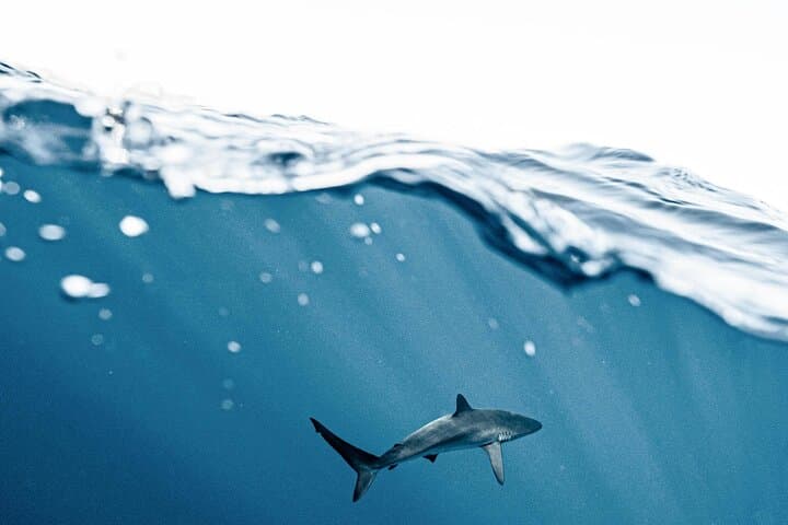 Gansbaai Shark Cage Diving from Cape Town — Private Luxury Day Trip to See Great Whites photo 3