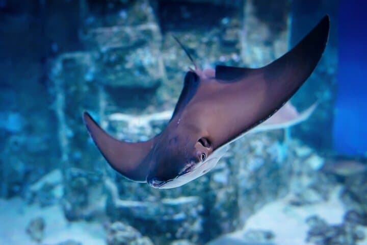 Discover Scuba Diving in Playa del Inglés — Beginner Shore Dives in Gran Canaria photo 2