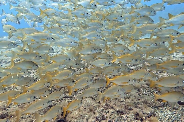 Discover Scuba Diving in Playa del Inglés — Beginner Shore Dives in Gran Canaria photo 4