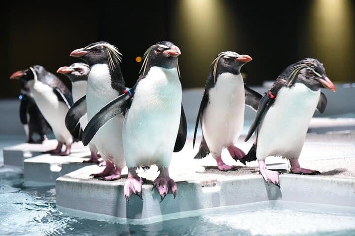 Inside AOAO Sapporo: Urban Aquarium Experience in Hokkaido photo 3