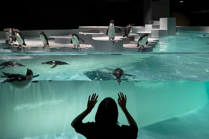 Inside AOAO Sapporo: Urban Aquarium Experience in Hokkaido