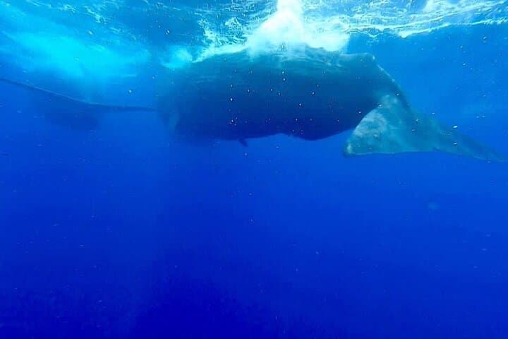 Trincomalee Whale and Dolphin Watching: Morning Boat Tour to Blue Whales photo 6