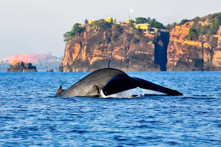 Trincomalee Whale and Dolphin Watching: Morning Boat Tour to Blue Whales photo 2