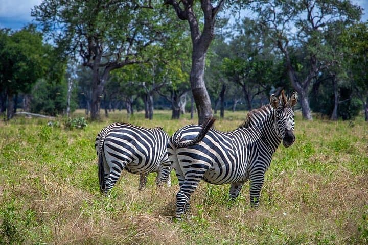 Wild West Zambia Safari: 15-Day Kafue, Busanga & Liuwa Plains Adventure