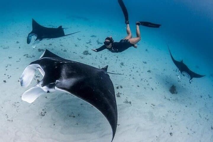 Snorkeling Nusa Penida: Manta Bay, Crystal Bay & Gamat Bay 4-Spot Tour