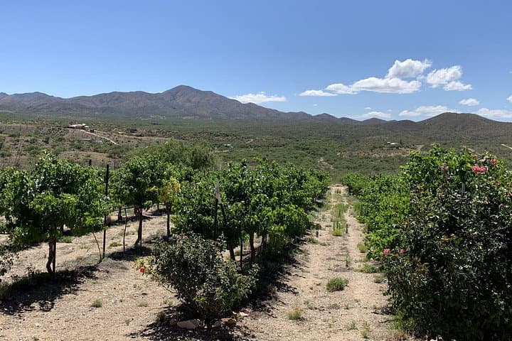 Sedona Red Rocks & Verde Valley Wineries: Private Day Tour from Scottsdale photo 5