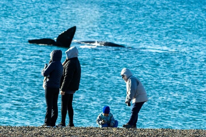 Full-Day Whale Watching & Valdés Peninsula Tour from Puerto Madryn photo 6