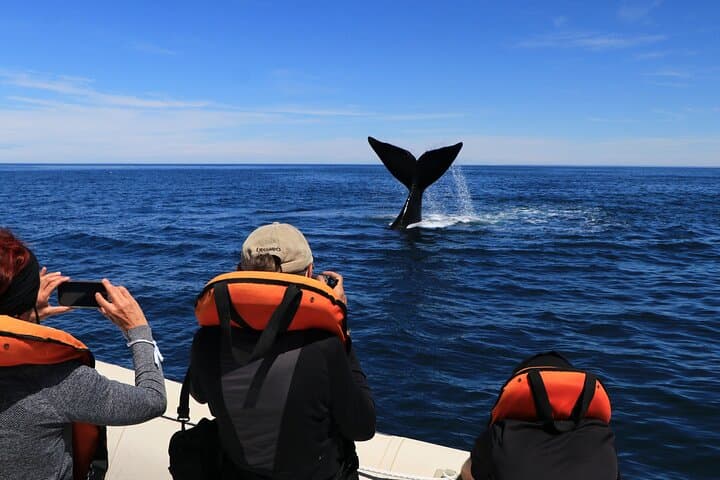 Full-Day Whale Watching & Valdés Peninsula Tour from Puerto Madryn photo 2