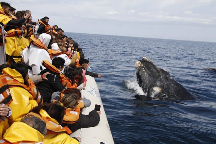 Full-Day Whale Watching & Valdés Peninsula Tour from Puerto Madryn