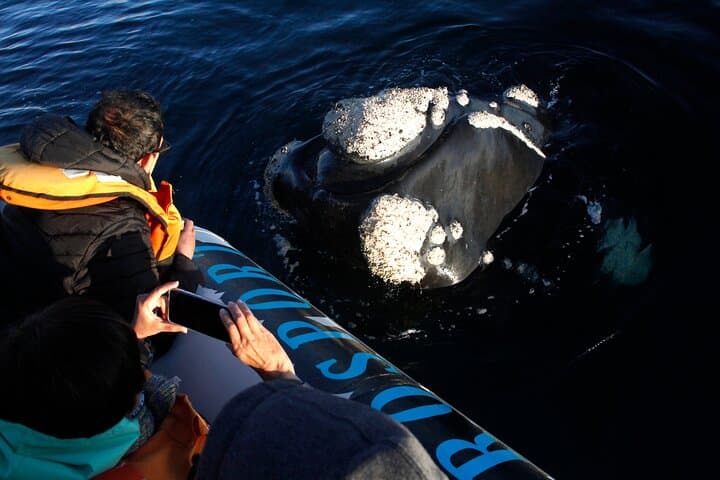 Full-Day Whale Watching & Valdés Peninsula Tour from Puerto Madryn photo 3