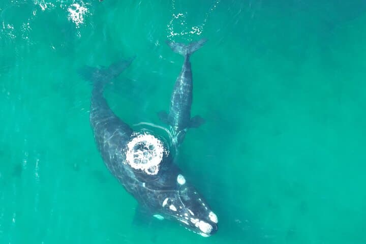 Full-Day Whale Watching & Valdés Peninsula Tour from Puerto Madryn photo 4