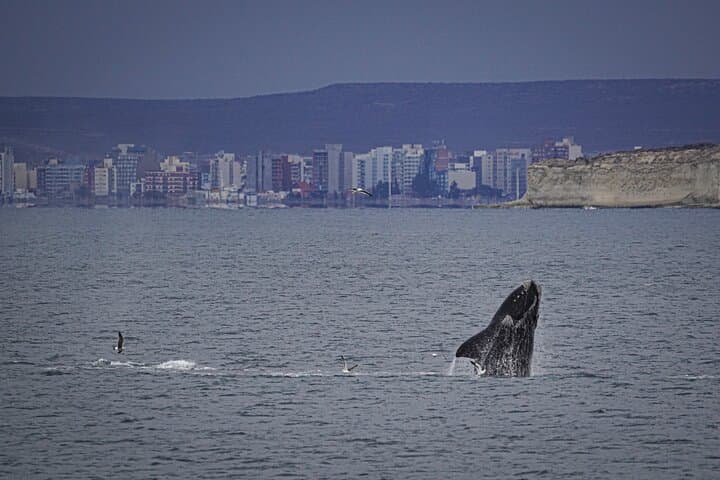 Full-Day Whale Watching & Valdés Peninsula Tour from Puerto Madryn photo 5