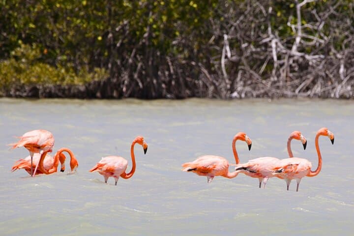 Isla Columpios & Progreso Day Trip from Mérida — Boat, Beach and Local Flavors photo 2