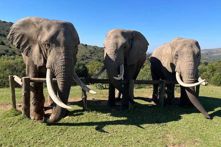 Addo Elephant Encounter & Giraffe Walk: Full-Day Tracking Safari from Port Elizabeth photo 3