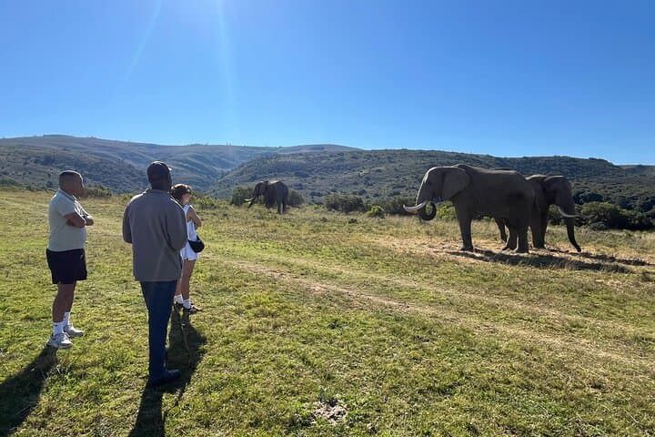 Addo Elephant Encounter & Giraffe Walk: Full-Day Tracking Safari from Port Elizabeth photo 5
