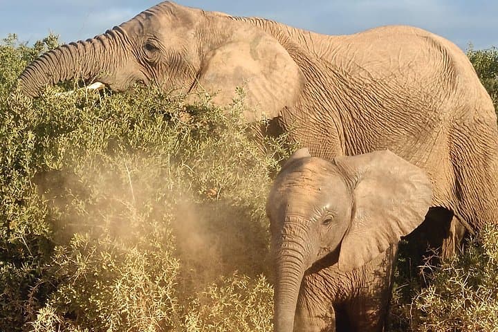 Full-Day Private Safari in Addo Elephant National Park — All-Inclusive Big 5 Experience photo 1