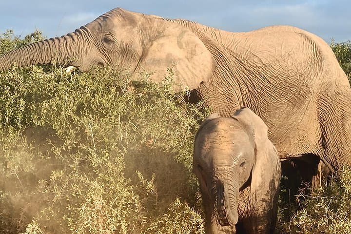 Full-Day Private Safari in Addo Elephant National Park — All-Inclusive Big 5 Experience photo 2