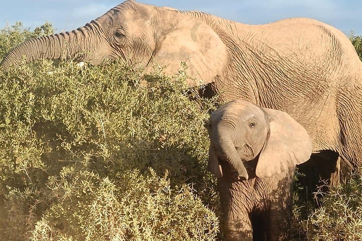 Full-Day Private Safari in Addo Elephant National Park — All-Inclusive Big 5 Experience photo 3