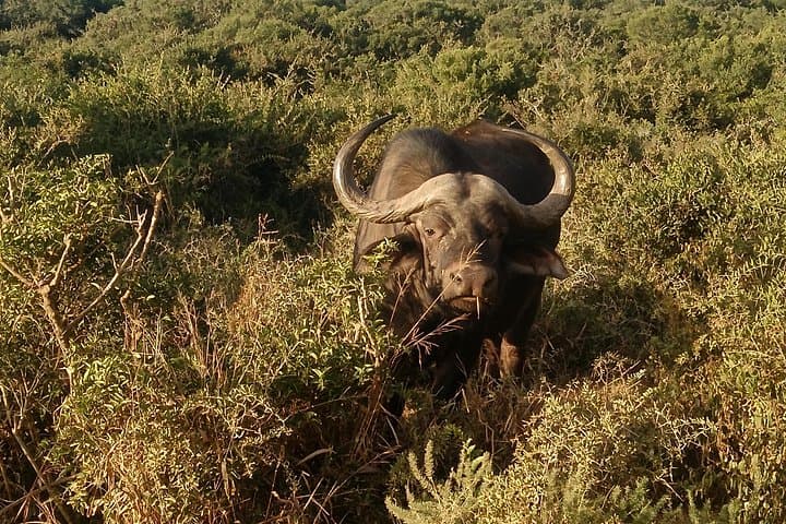 Full-Day Private Safari in Addo Elephant National Park — All-Inclusive Big 5 Experience photo 4