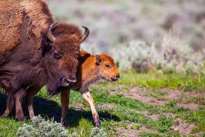 Upper Loop Lamar Wildlife Safari from Gardiner — Private Tour with Lunch