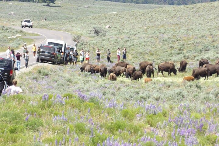 Exploring Yellowstone’s Hidden Hiking Gems: Wildlife and Wilderness in West Yellowstone photo 6