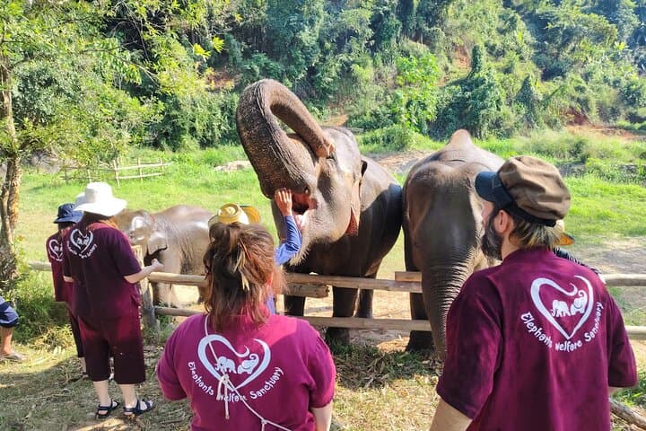 Chiang Mai Highlights: 2-Day Homestay with Elephants, Doi Suthep & Sticky Waterfalls photo 2