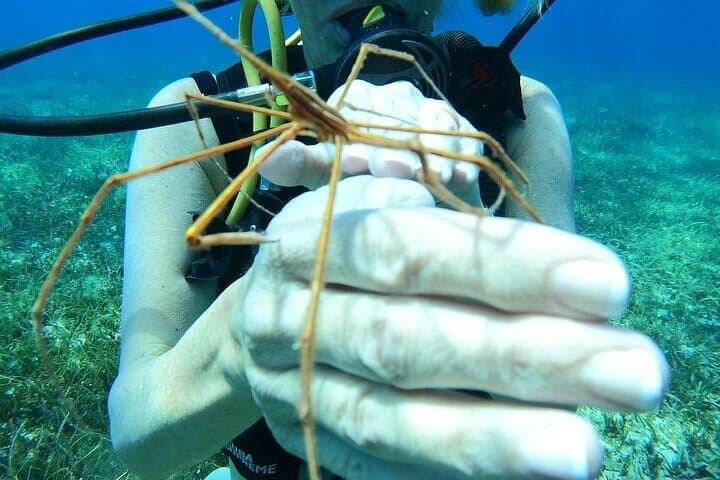 First-Time Scuba at Chankanaab: Guided Discovery Dive and Lunch in Cozumel photo 2