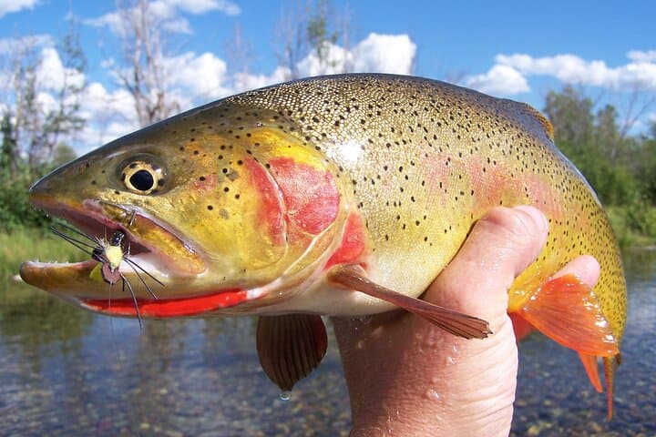 Full-Day Guided Fly Fishing Trip from Jackson Hole — Drift-Boat Trout Fishing photo 1