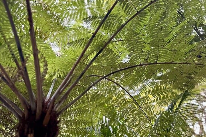 Rotorua Day Trip from Auckland: Te Puia, Redwood Forest & Hell’s Gate Spa photo 4
