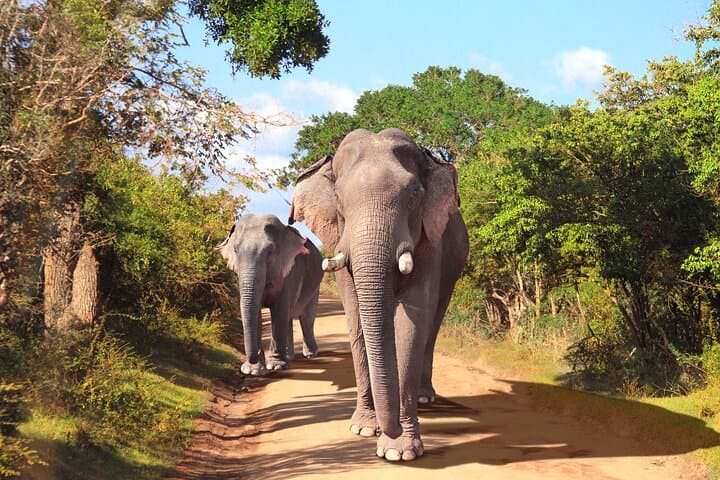 Yala National Park Safari from Galle, Mirissa & Southern Sri Lanka photo 2
