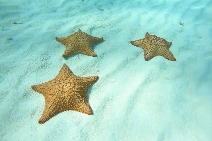 Snorkel El Cielo: Cozumel Sandbar & Reef Day Trip photo 2
