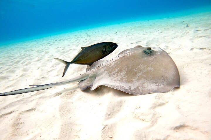 Snorkel El Cielo: Cozumel Sandbar & Reef Day Trip photo 5