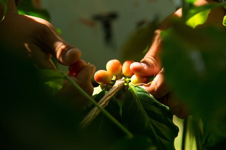 Kona Coffee Tasting in Ka'a'awa — Farm-to-Cup Coffee Flight & Education photo 2