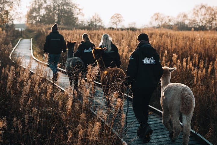 Alpaca Trekking at Wetley Moor Common — 60-Minute Family-Friendly Moorland Walk