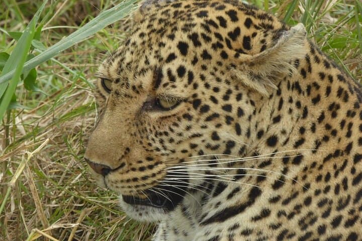 3-day-maasai-mara-safari-from-nairobi-4x4-small-group photo 2