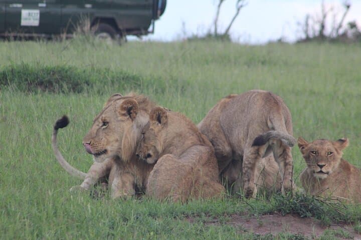 3-day-maasai-mara-safari-from-nairobi-4x4-small-group photo 3
