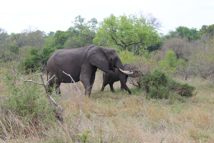 Pilanesberg Wildlife Safari: Big Five Game Drives in an Ancient Crater
