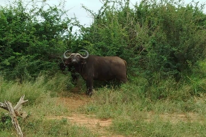 Pilanesberg Wildlife Safari: Big Five Game Drives in an Ancient Crater photo 2